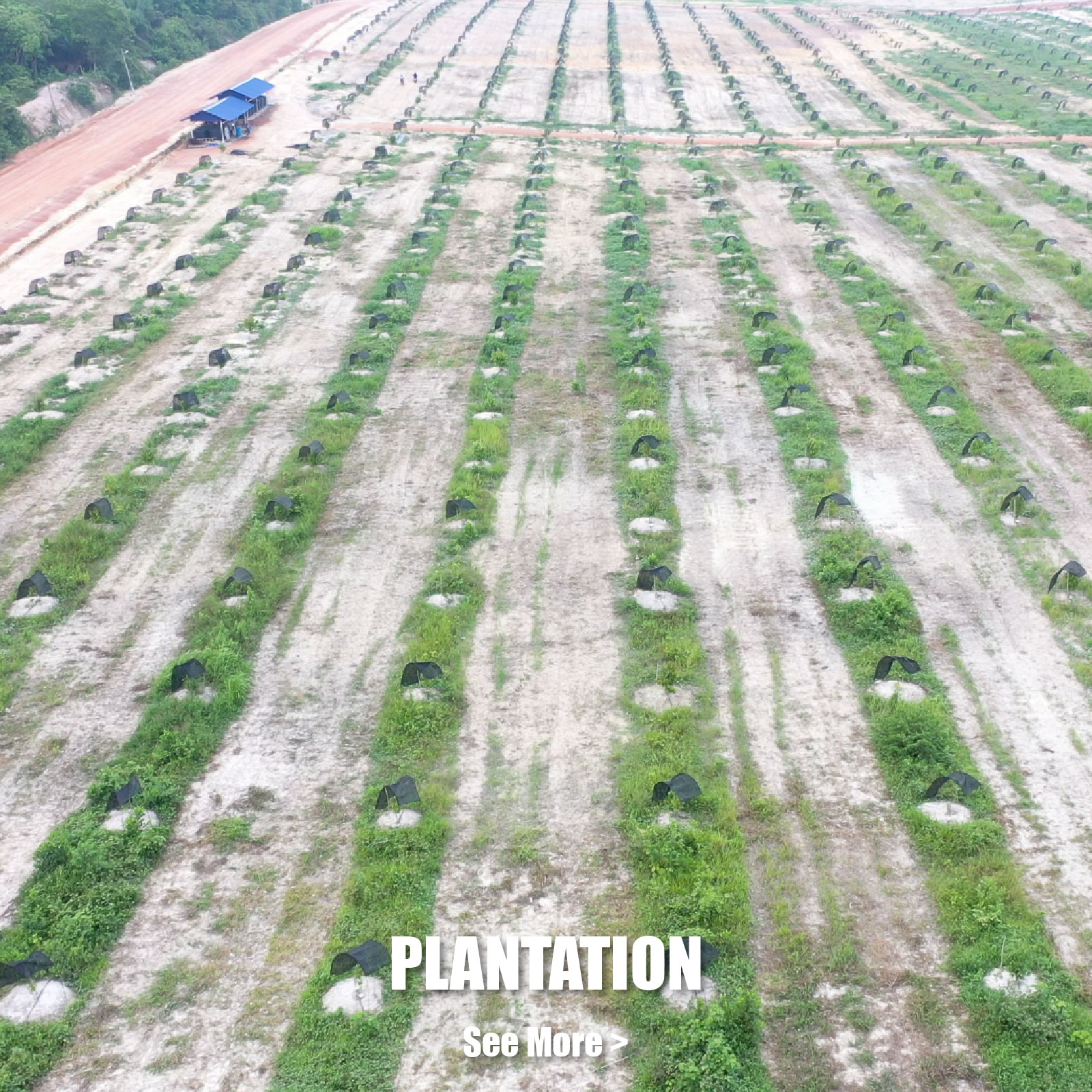 Plantation Image - Our Businesses Section - Homepage